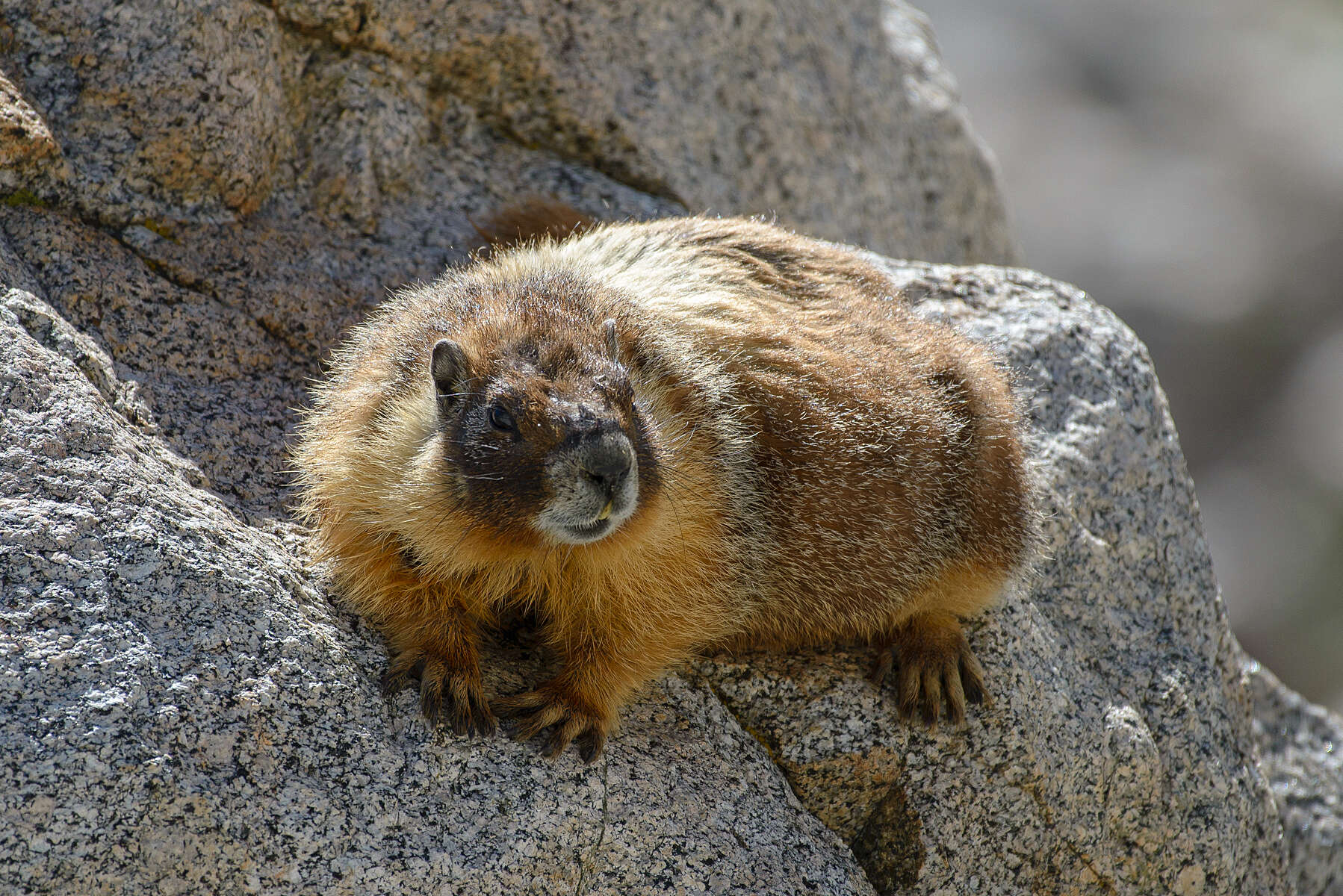 Image of Marmota subgen. Petromarmota Steppan et al. 1999