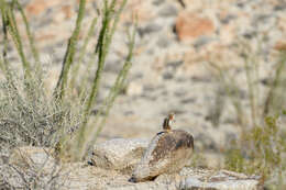 Image of white-tailed antelope squirrel