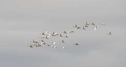 Image de Cygne siffleur