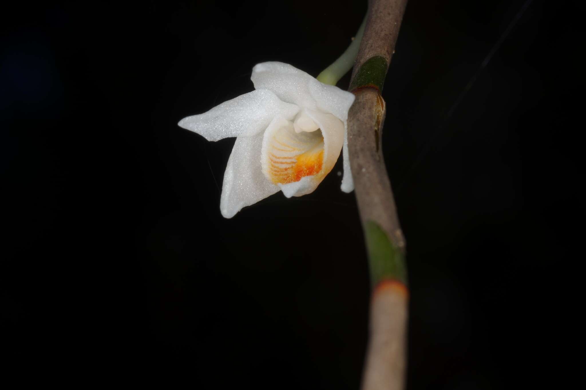 Sivun Dendrobium singaporense A. D. Hawkes & A. H. Heller kuva