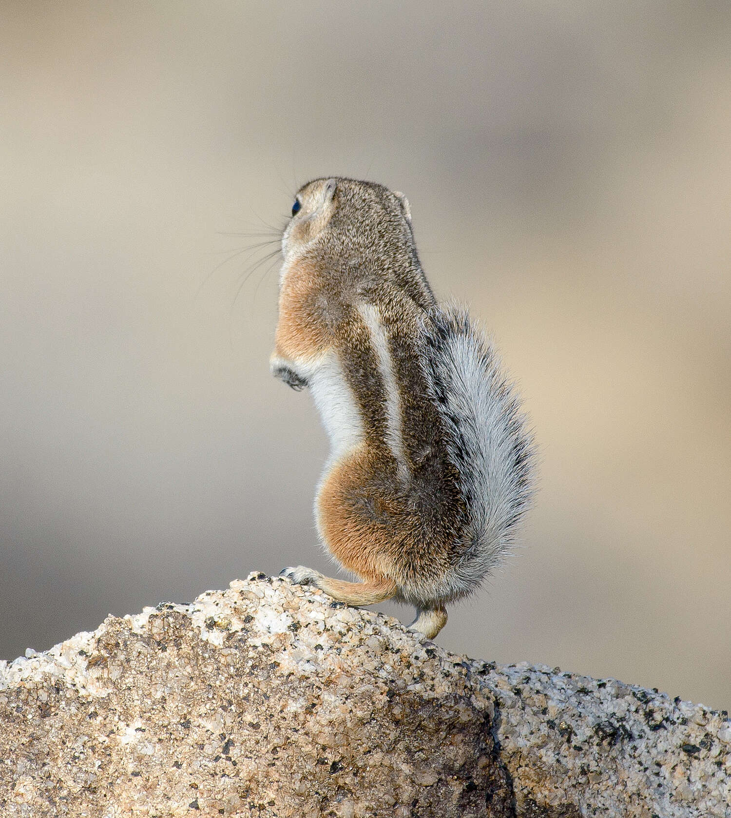 Image of white-tailed antelope squirrel