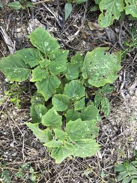 Plancia ëd Physalis lagascae Roem. & Schult.