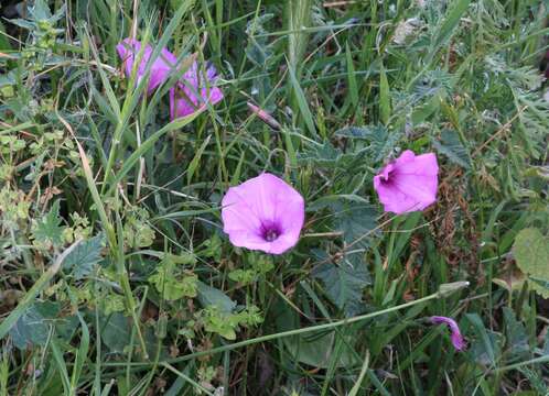 Image of mallow bindweed