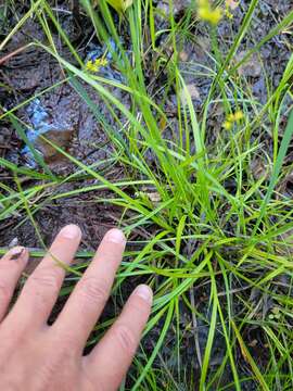 Carex wiegandii Mack.的图像