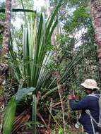 Image of Pandanus pulcher Martelli