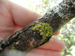 Image of Hasse's orange wall lichen