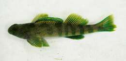 Image of Greenside Darter