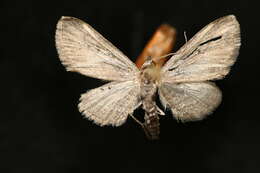 Image of Eupithecia placidata Taylor 1908