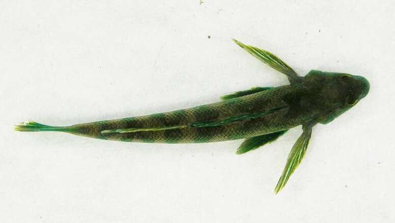 Image of Greenside Darter