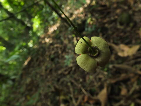 Image of Glyptopetalum grandiflorum Beddome