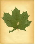 Image of Maple Midget