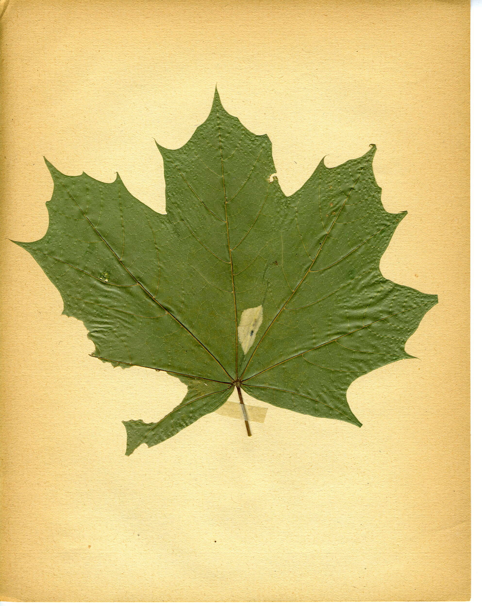 Image of Maple Midget