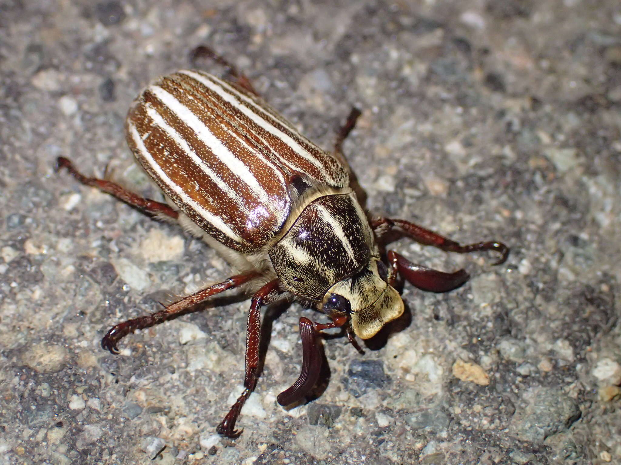 Image of Polyphylla (Granida) albolineata (Motschulsky 1861)