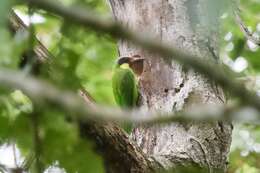 Image of Gold-whiskered Barbet