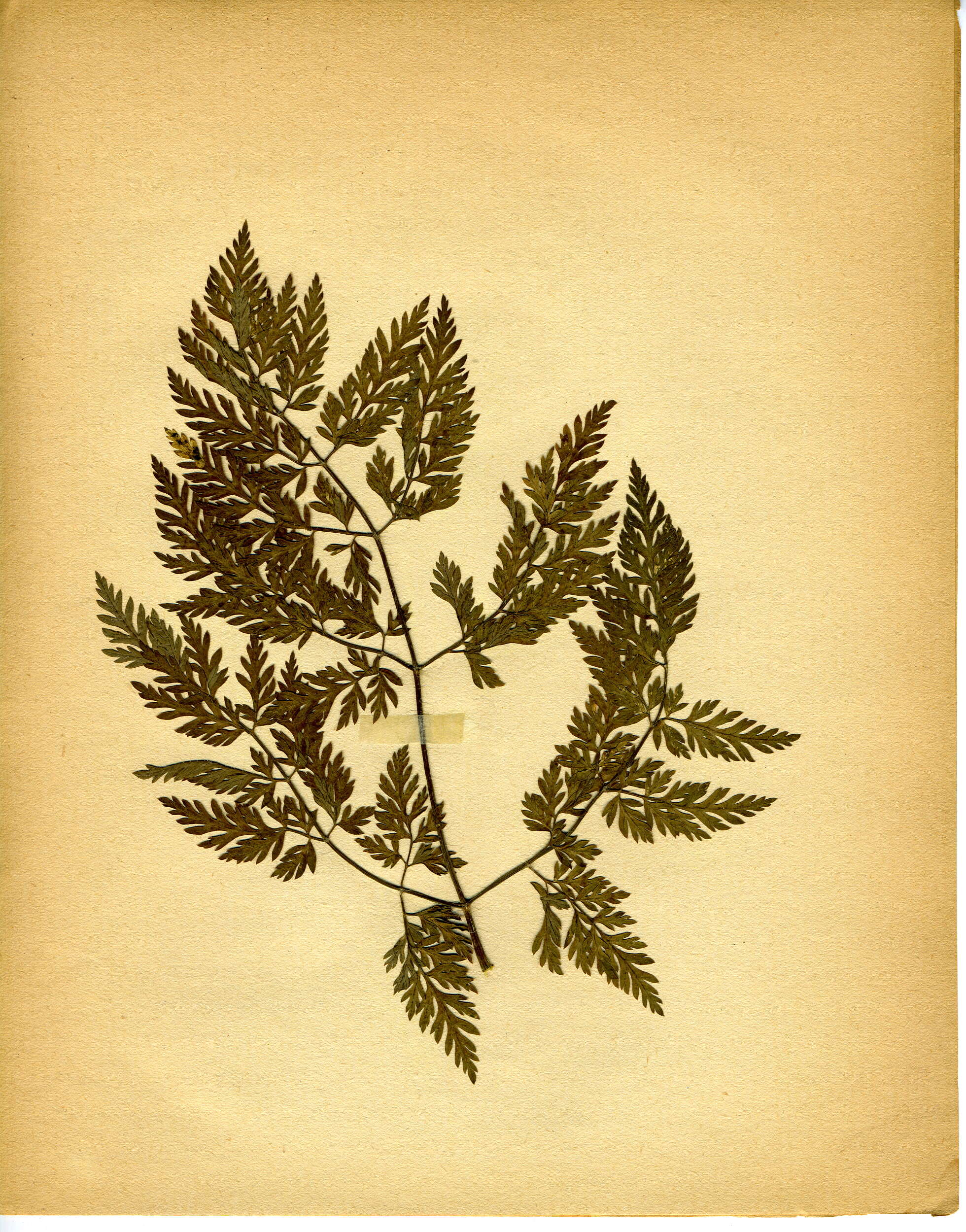 Image of Phytomyza chaerophylli Kaltenbach 1856