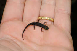 Image of spectacled salamander