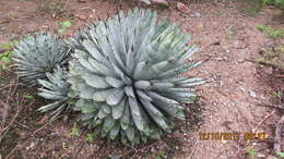 Agave macroacantha Zucc. resmi