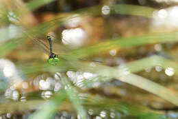 Plancia ëd Chlorogomphus suzukii (Oguma 1926)