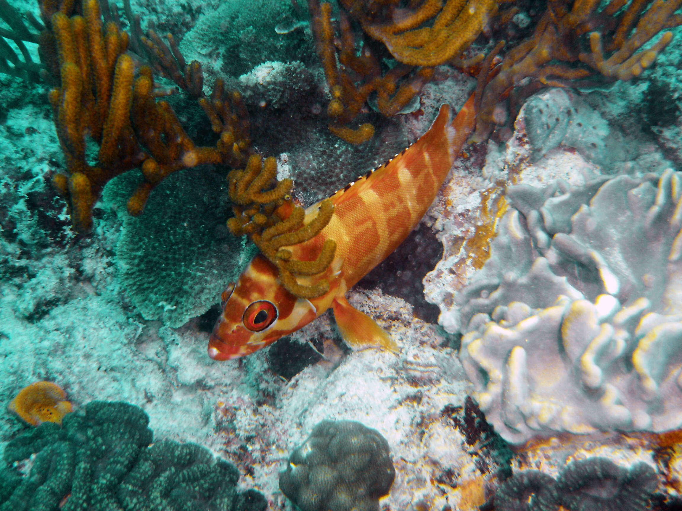 Image of Banded Reed Cod