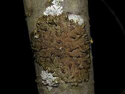 Image of melanelia lichen