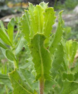 Image of sawtooth goldenbush