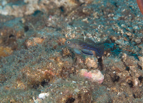 Image of Blue-speckled rubble goby