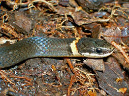 Image of Ring-necked Snake