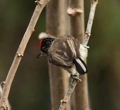 Image of White-bellied Piculet