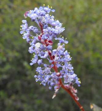 Image of woolyleaf ceanothus