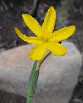 Image of golden blue-eyed grass