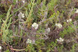 Image of Saltmarsh Salt-Bird's-Beak