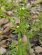 Image of Santa Catalina Island bedstraw