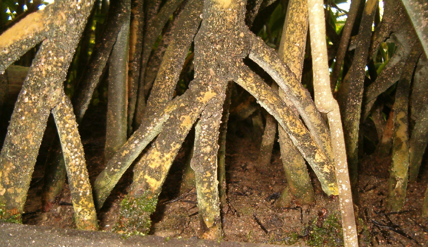 Image of red mangrove