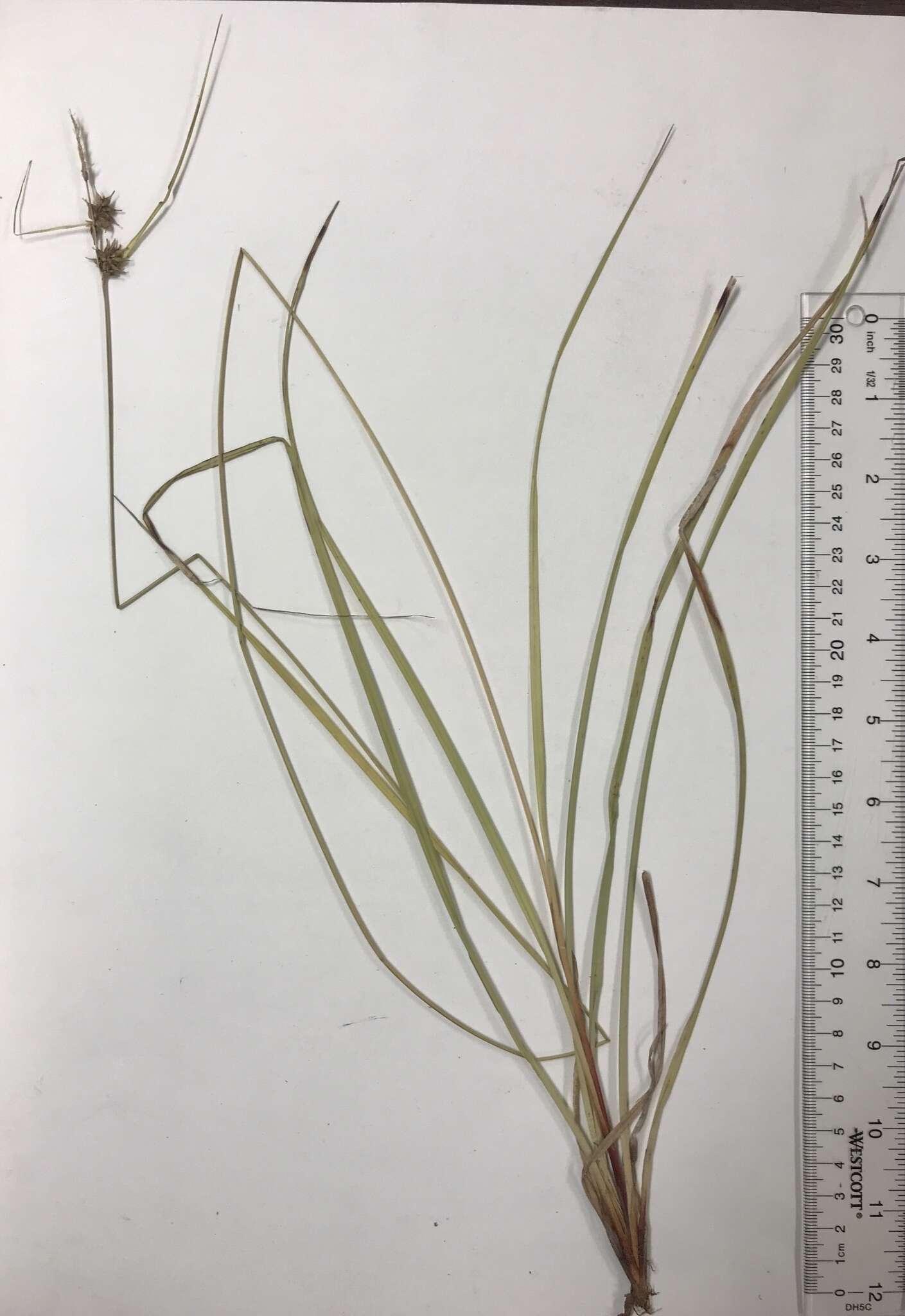 Image of Elliott's Sedge