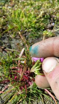 Image of Calandrinia compressa Schrad. ex DC.