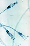 Image of Penicillium