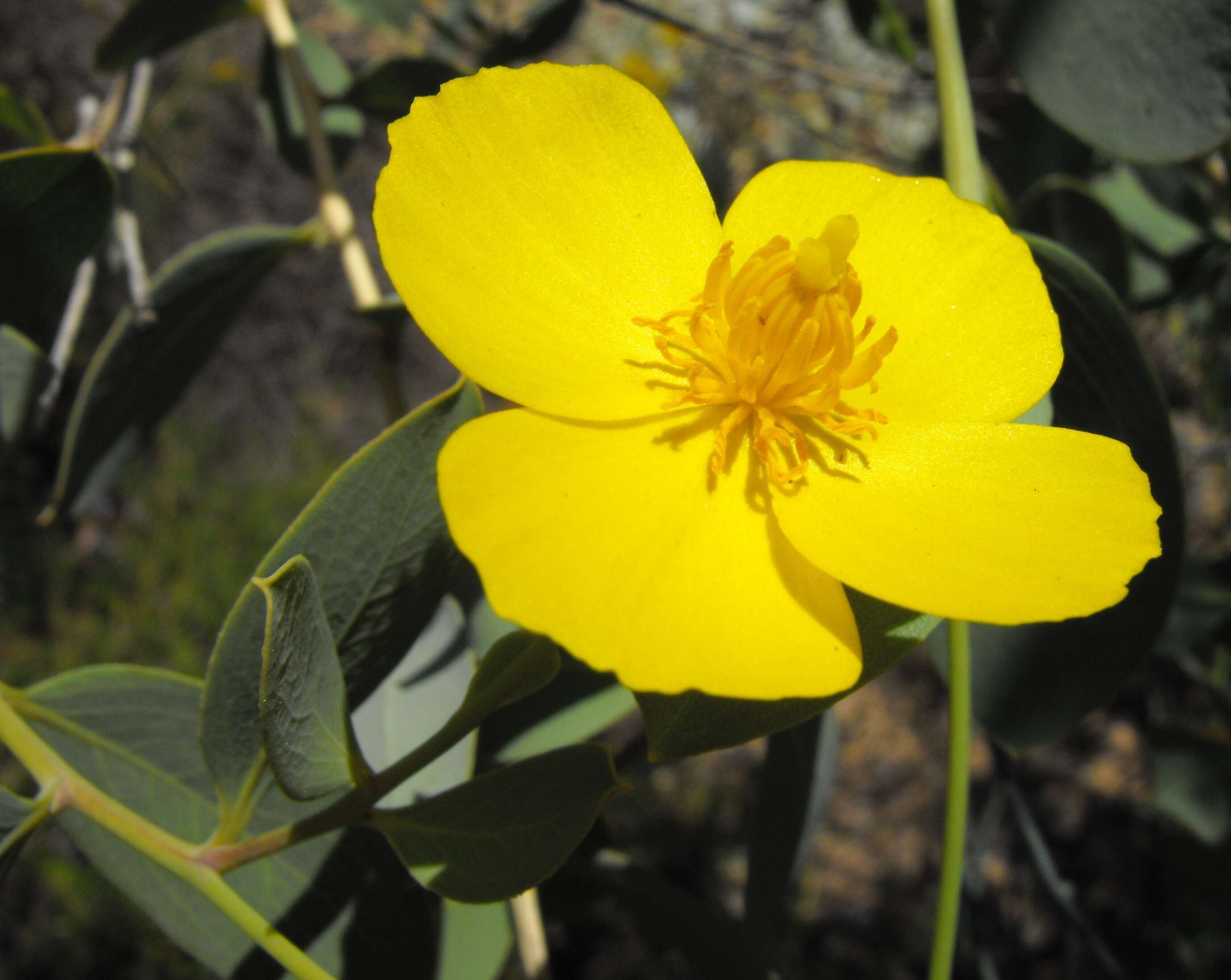 Image of tree poppy