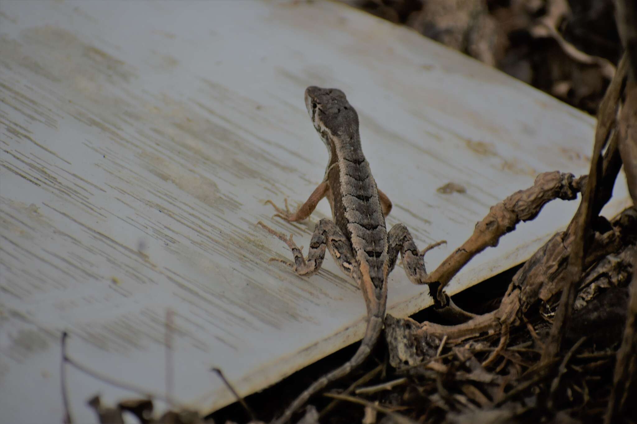 Image of Stenocercus puyango Torres-carvajal 2005