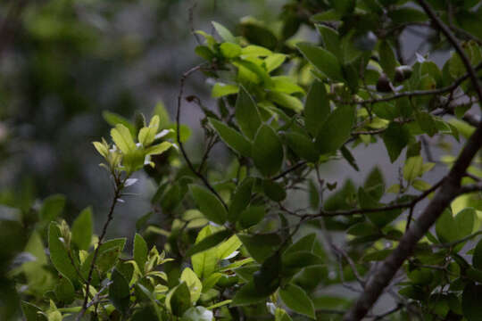 Imagem de Quercus tarokoensis Hayata