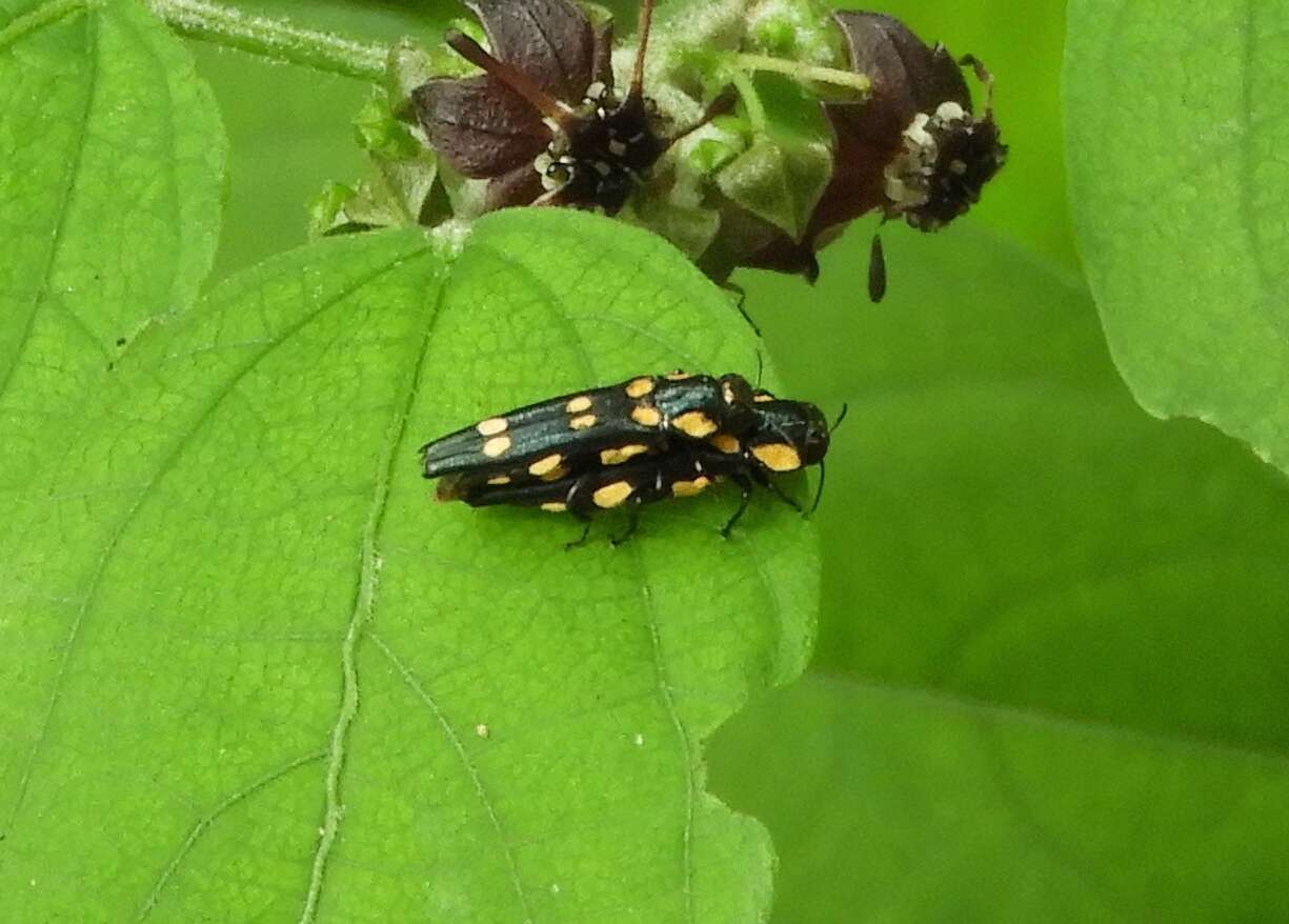 Image of Agrilus xanthonotus Waterhouse 1889