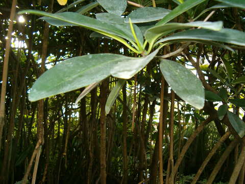 Image of red mangrove