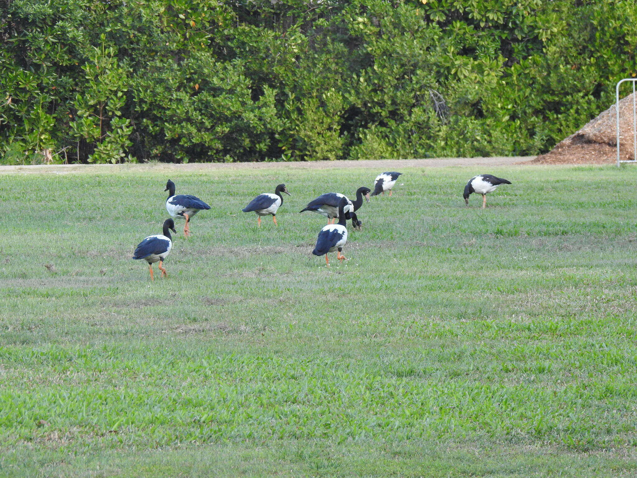 Image of magpie-goose