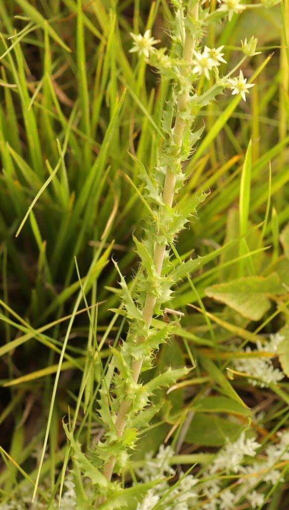 Image of Alepidea setifera N. E. Br.