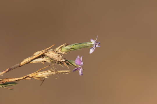 Image of Dianthus pseudarmeria M. Bieb.