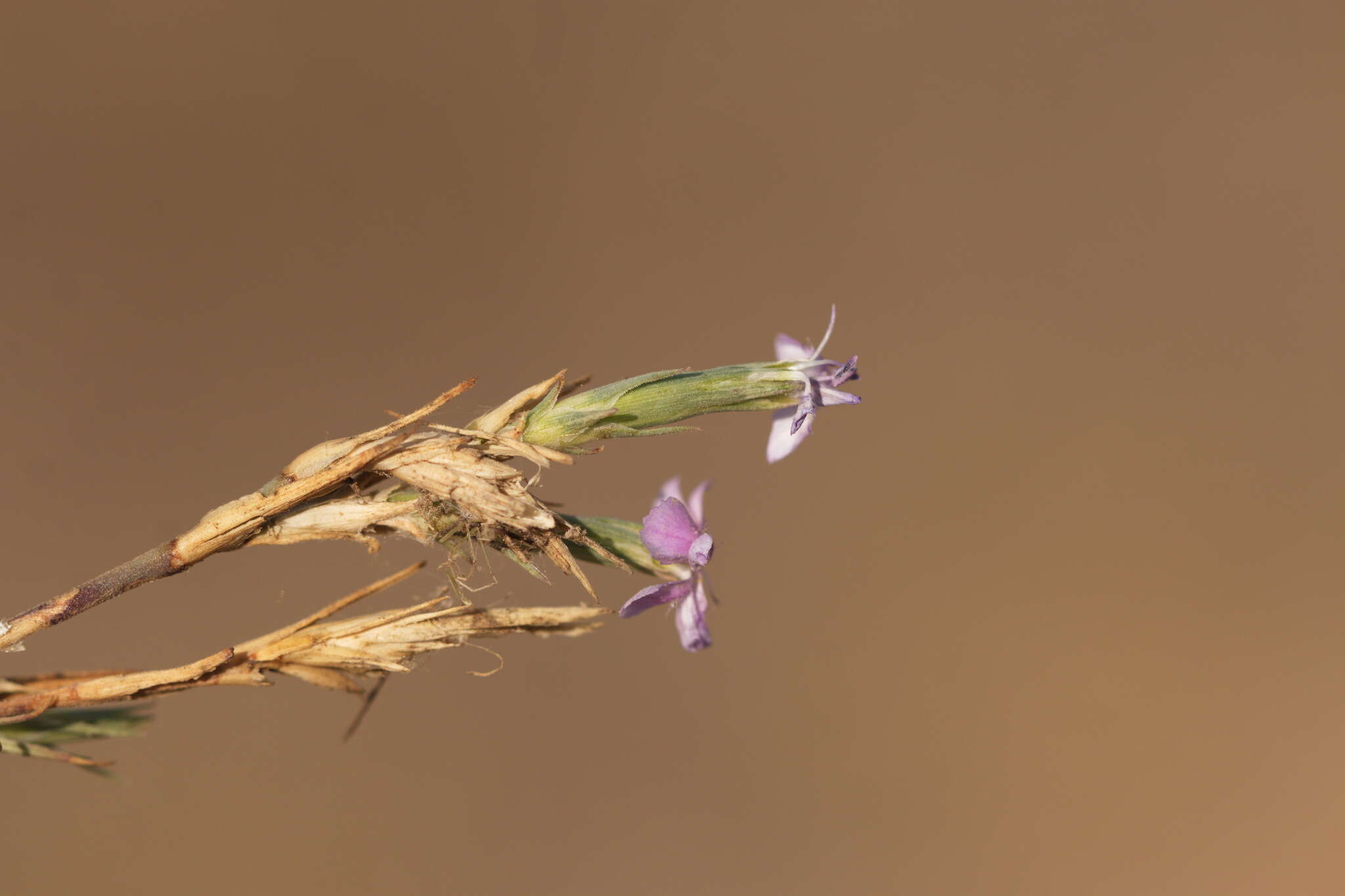 Image of Dianthus pseudarmeria M. Bieb.