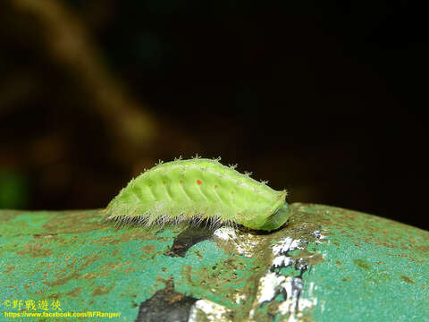 Image of Thosea sinensis Walker 1855