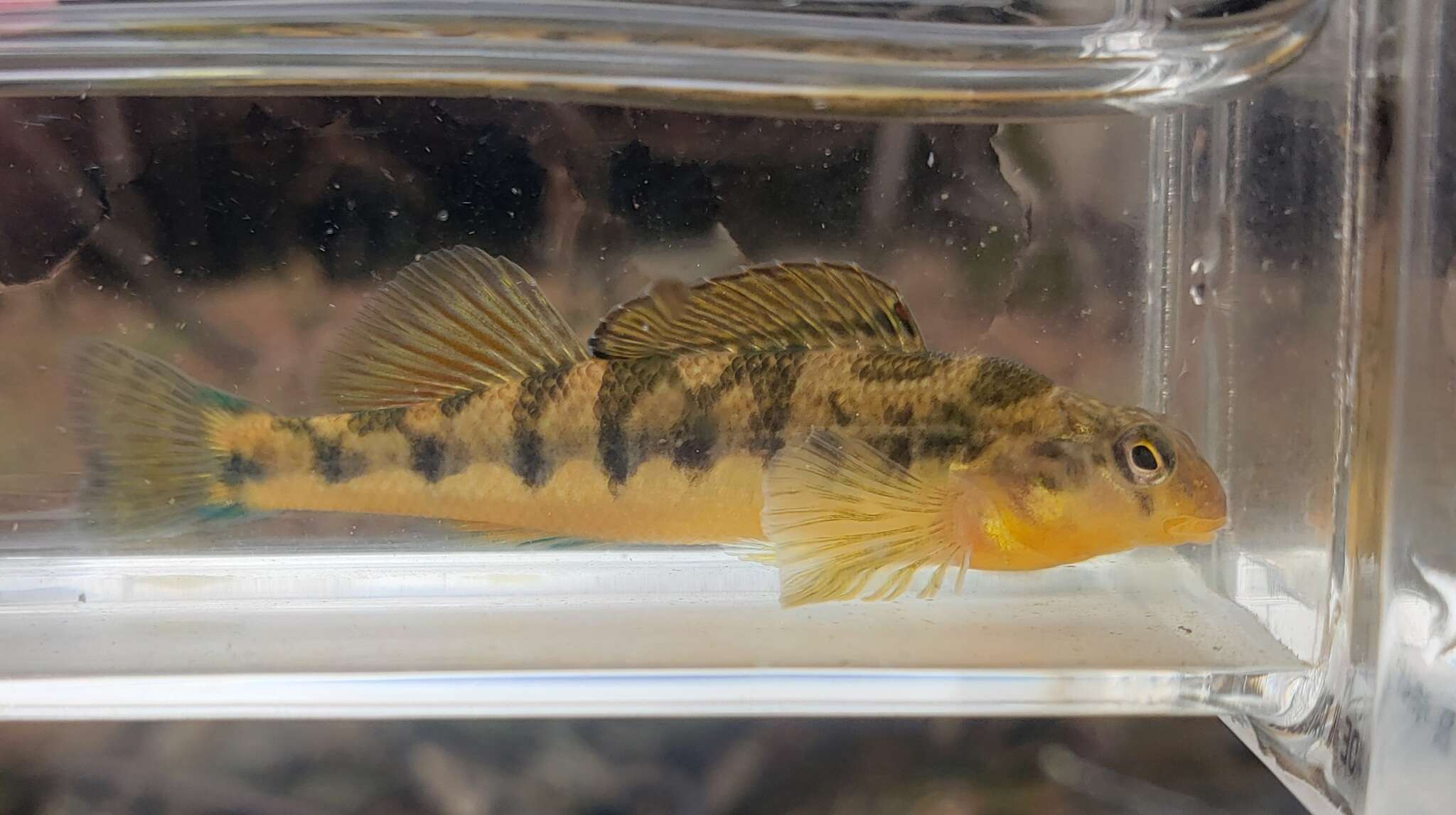 Image of Saffron darter