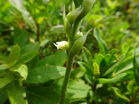 Image of Nova Scotia ladiestresses