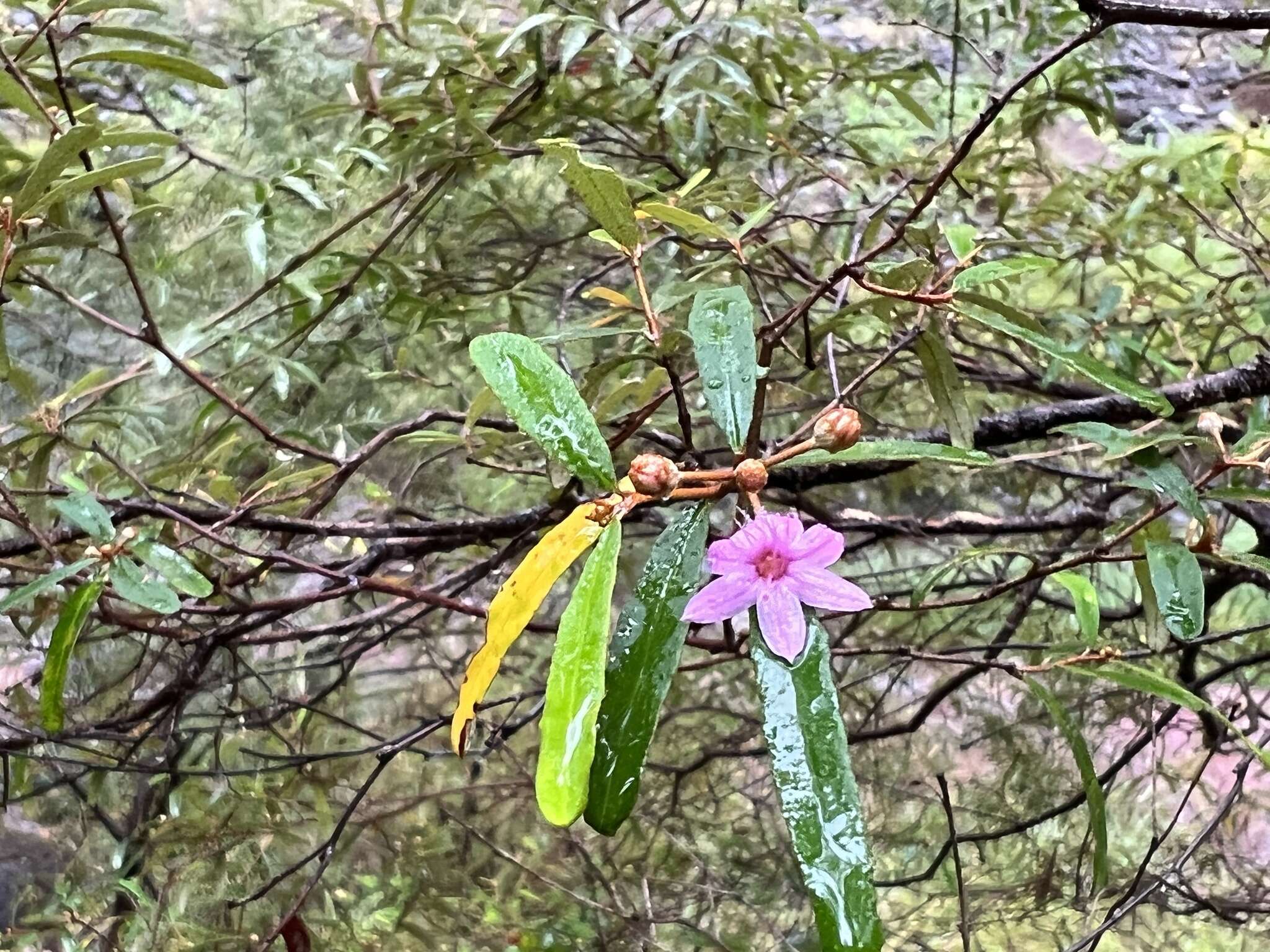 Image of Phebalium nottii (F. Müll.) F. M. Bailey