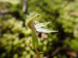 Imagem de Adenochilus gracilis Hook. fil.